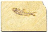 Detailed Fossil Fish (Knightia) - Wyoming #379518-1